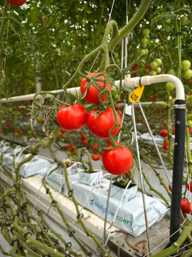 Domates Yetiştiriciliği Kursu