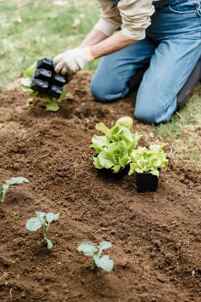 Bakla Yetiştiriciliği Kursu
