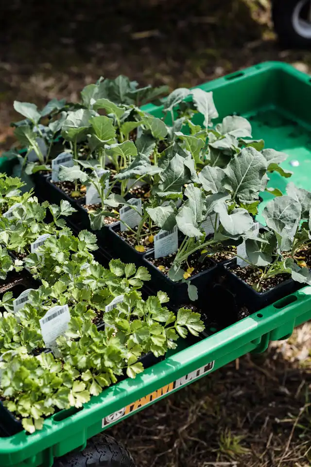 Brokoli Yetiştiriciliği Kursu