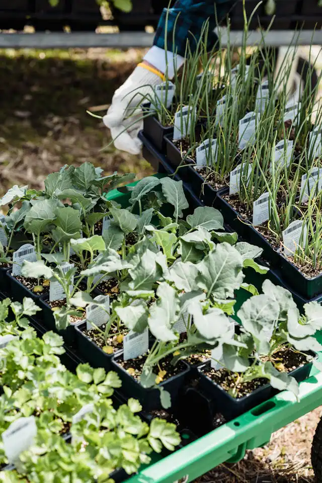 Brokoli Yetiştiriciliği Kursu