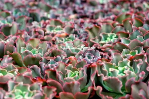Echeveria Yetiştiriciliği Kursu