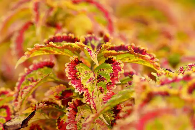 Coleus Yetiştiriciliği Kursu