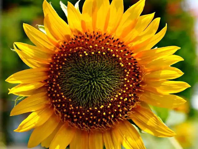 Helianthus Yetiştiriciliği Kursu