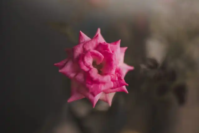 Fresia Yetiştiriciliği Kursu