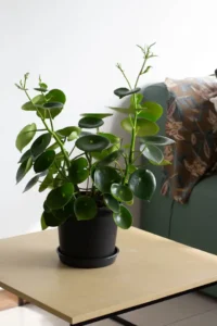 Peperomia Yetiştiriciliği Kursu