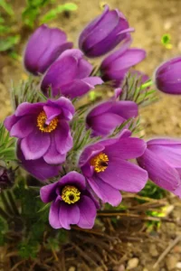 Sinningia Yetiştiriciliği Kursu