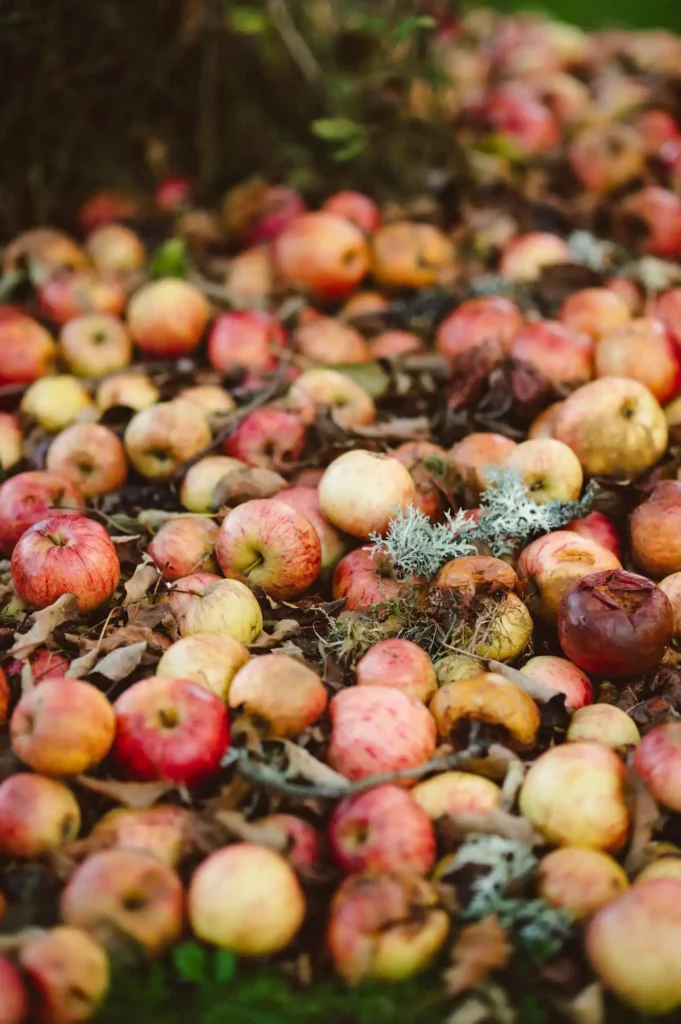 Organik Atıklar Kursu