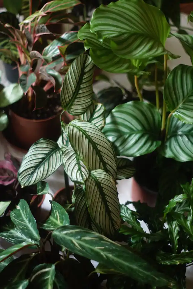 Spathıphyllum Yetiştiriciliği Kursu