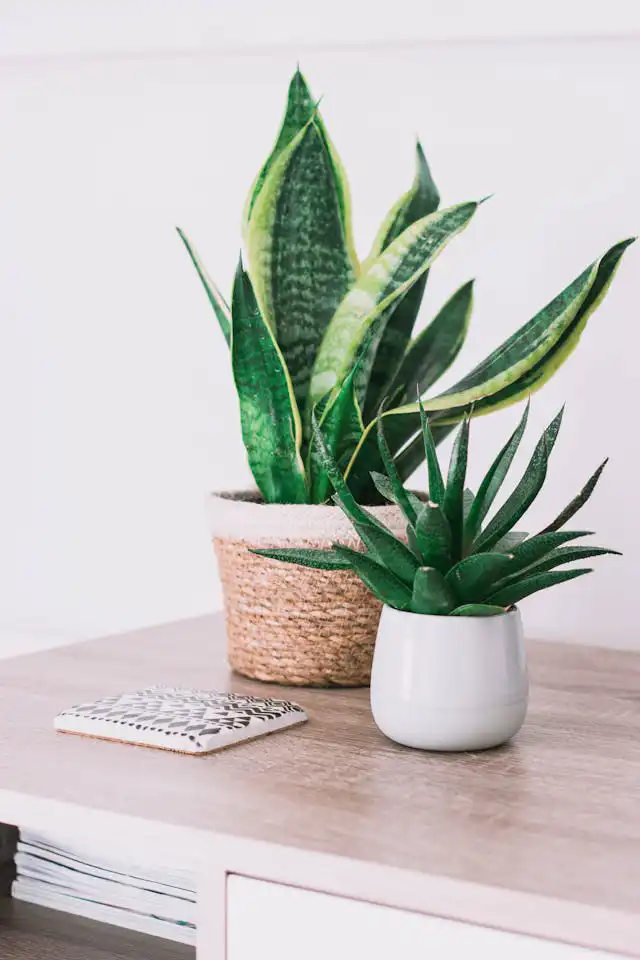 Sansevieria Yetiştiriciliği Kursu
