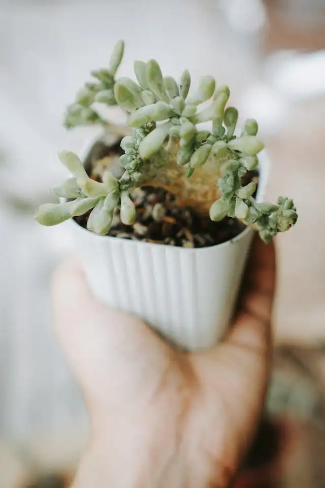 Cupressaceae Familyası Yetiştiriciliği