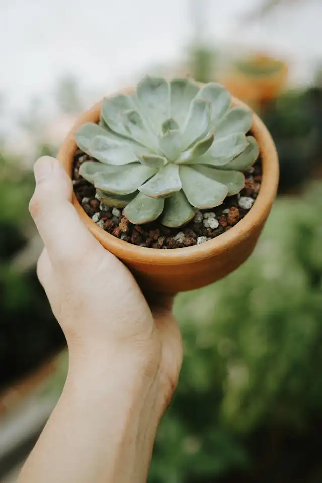 Cupressaceae Familyası Yetiştiriciliği