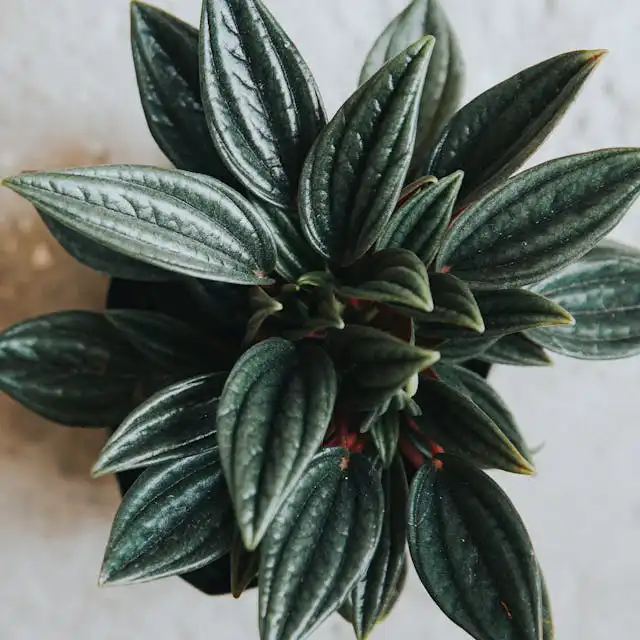 Peperomia Yetiştiriciliği Kursu