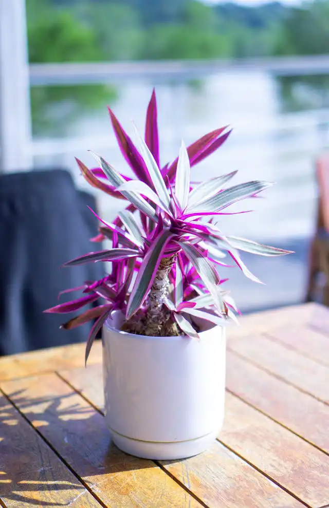 Tradescanthia Yetiştiriciliği Kursu