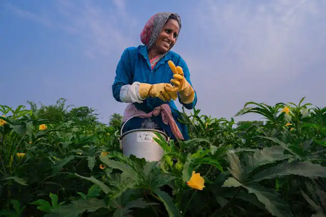Bamya Yetiştiriciliği Kursu