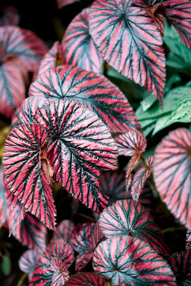 Begonia Yetiştiriciliği Kursu