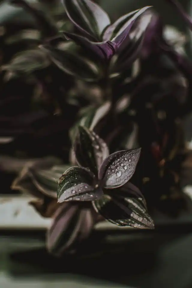 Tradescanthia Yetiştiriciliği Kursu