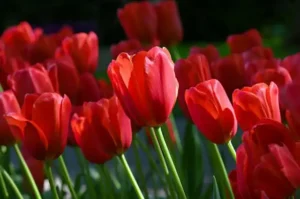 Hipeastrum Yetiştiriciliği Kursu