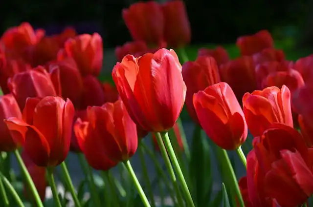 Hipeastrum Yetiştiriciliği Kursu