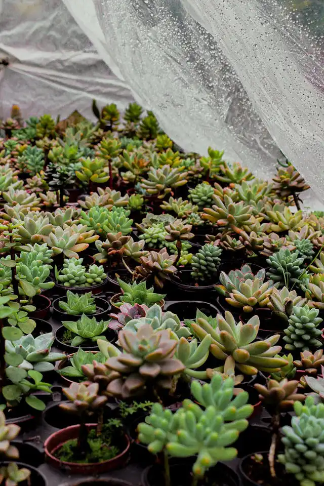 Echeveria Yetiştiriciliği Kursu