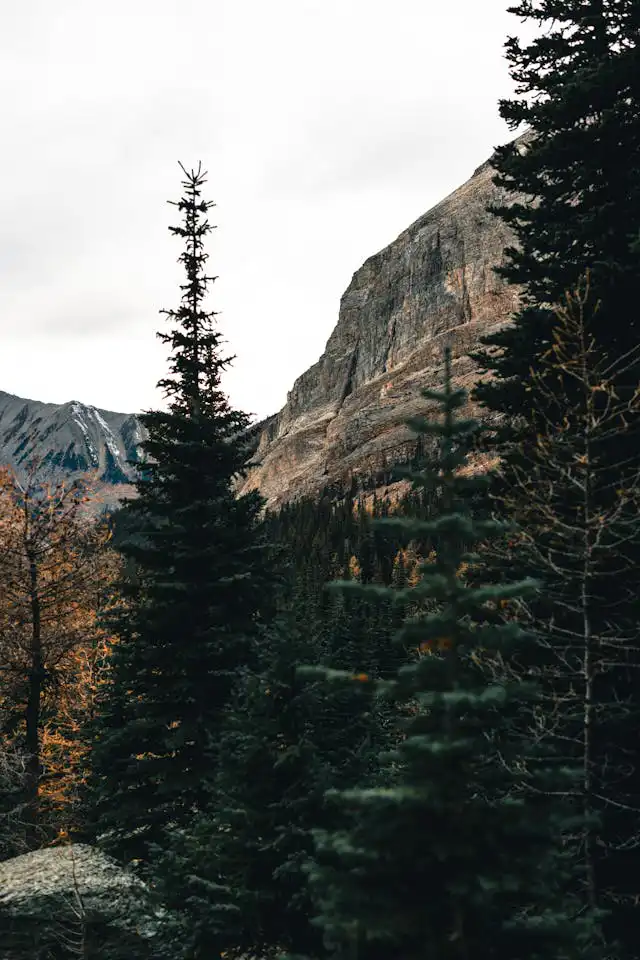 Pinaceae Familyası Yetiştiriciliği Kursu