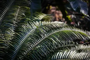 Eğrelti Yetiştiriciliği Kursu