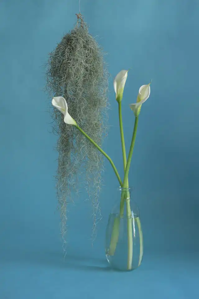 Zantedeschia Yetiştiriciliği Kursu