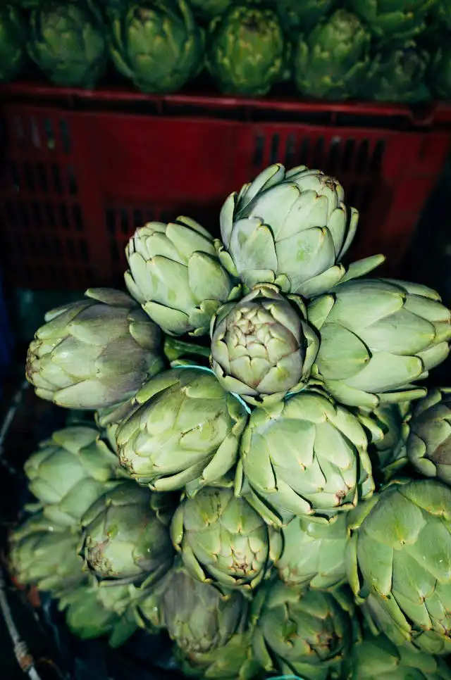 Enginar Yetiştiriciliği Kursu