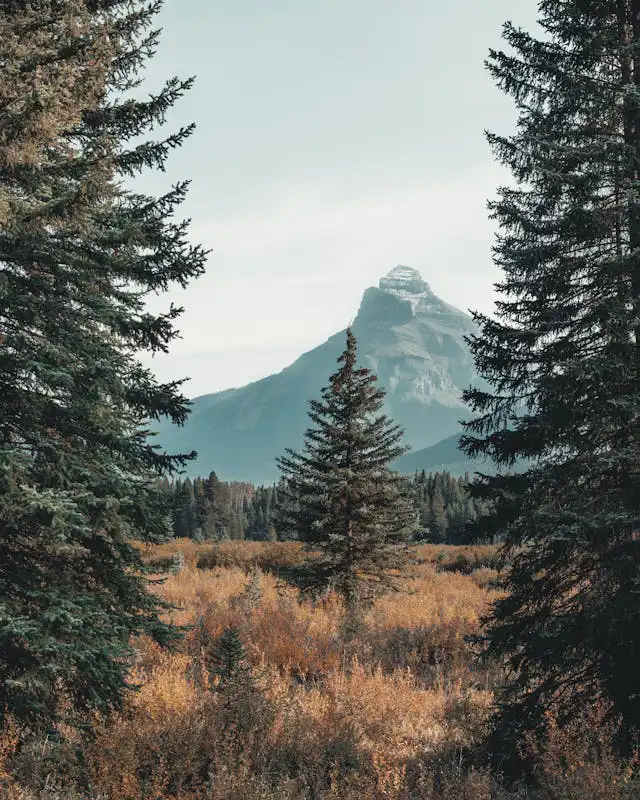 Pinaceae Familyası Yetiştiriciliği Kursu