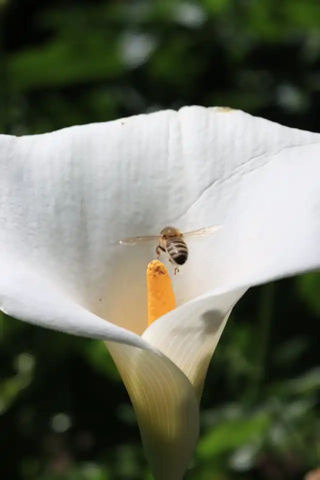 Zantedeschia Yetiştiriciliği Kursu