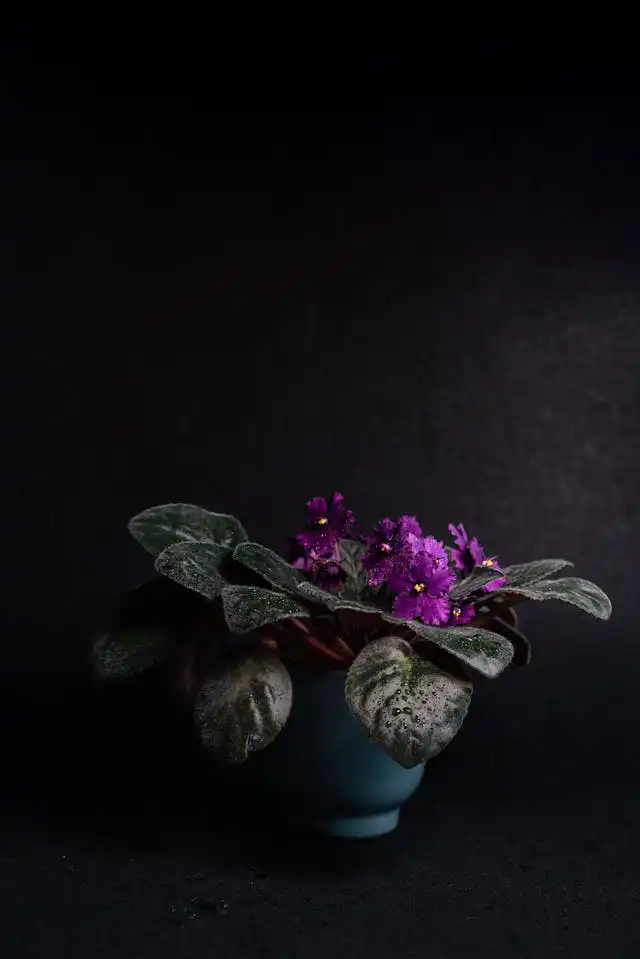 Saintpaulia Yetiştiriciliği Kursu