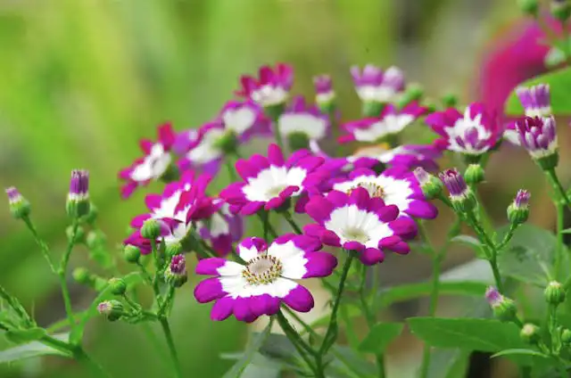 Hüsnüyusuf Yetiştiriciliği Kursu