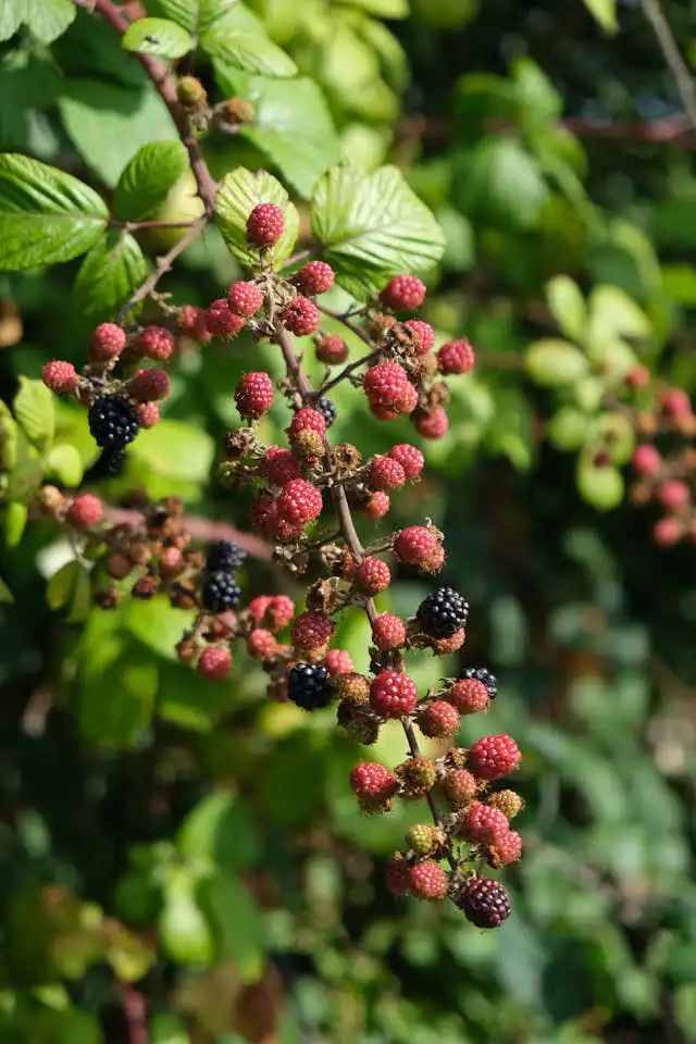 Böğürtlen Yetiştiriciliği Kursu