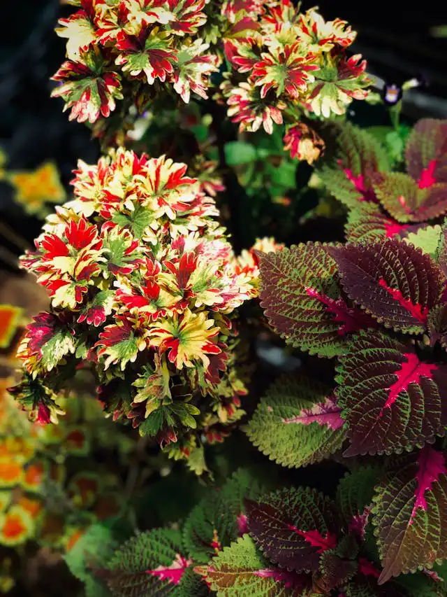 Coleus Yetiştiriciliği Kursu