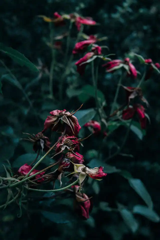 Fresia Yetiştiriciliği Kursu