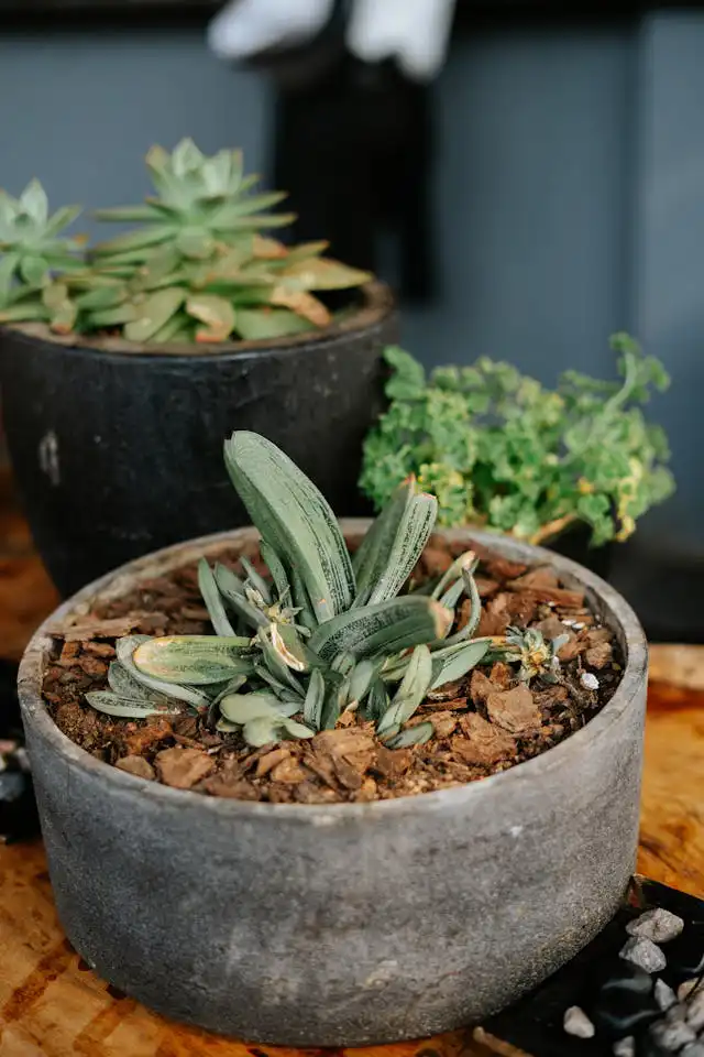 Gasteria Yetiştiriciliği Kursu