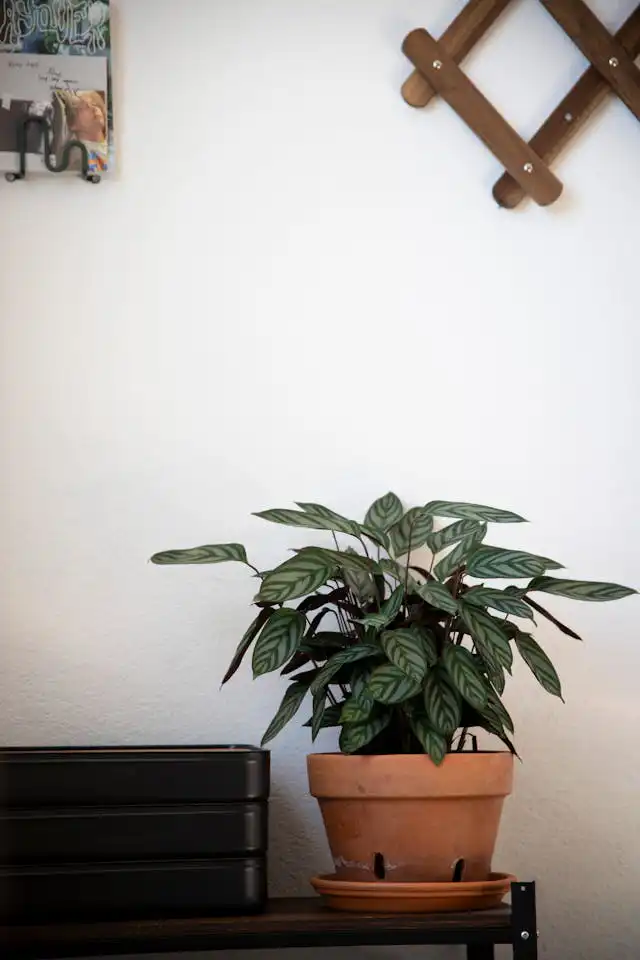 Calathea Yetiştiriciliği Kursu