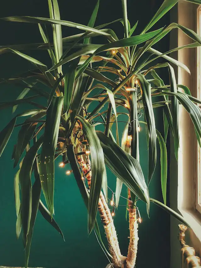 Dracaena Yetiştiriciliği Kursu