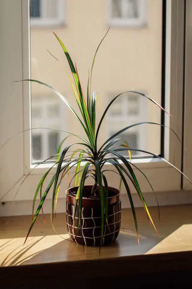 Vriesia Yetiştiriciliği Kursu