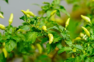 Biber Yetiştiriciliği Kursu