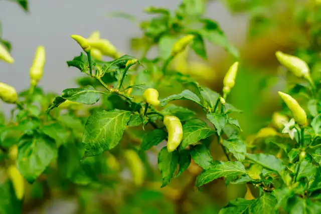 Biber Yetiştiriciliği Kursu