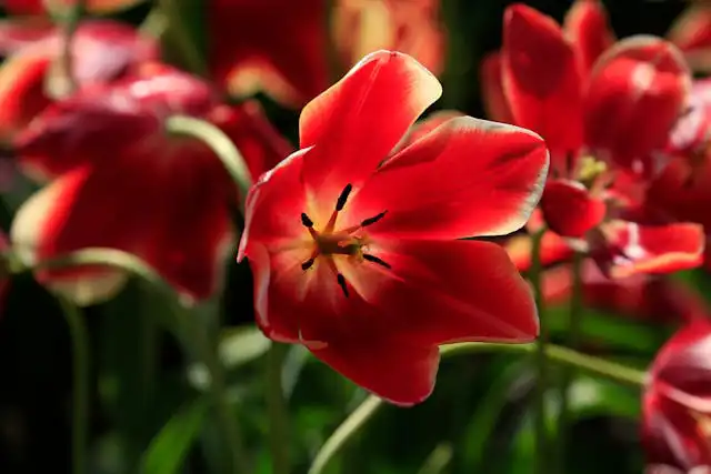 Hipeastrum Yetiştiriciliği Kursu