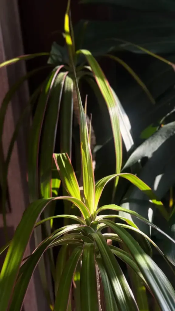 Dracaena Yetiştiriciliği Kursu