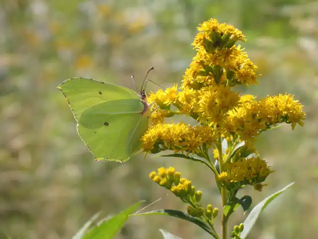 Solidago Yetiştiriciliği Kursu