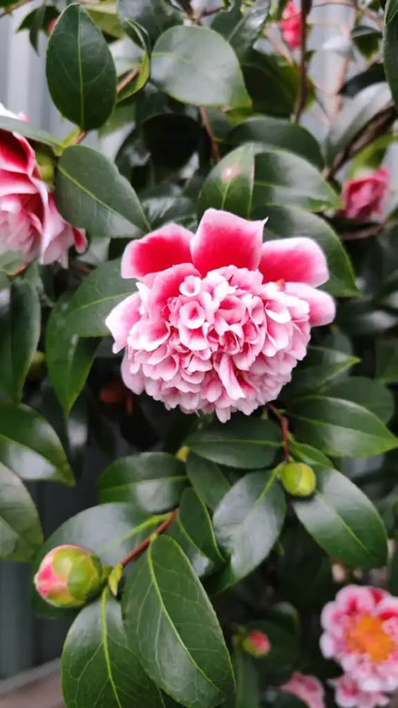 Camelia Yetiştiriciliği Kursu