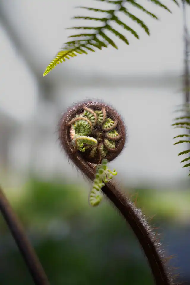 Eğrelti Yetiştiriciliği Kursu