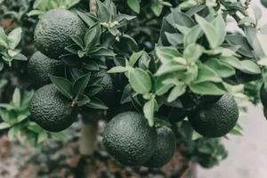 Avokado Yetiştiriciliği Kursu