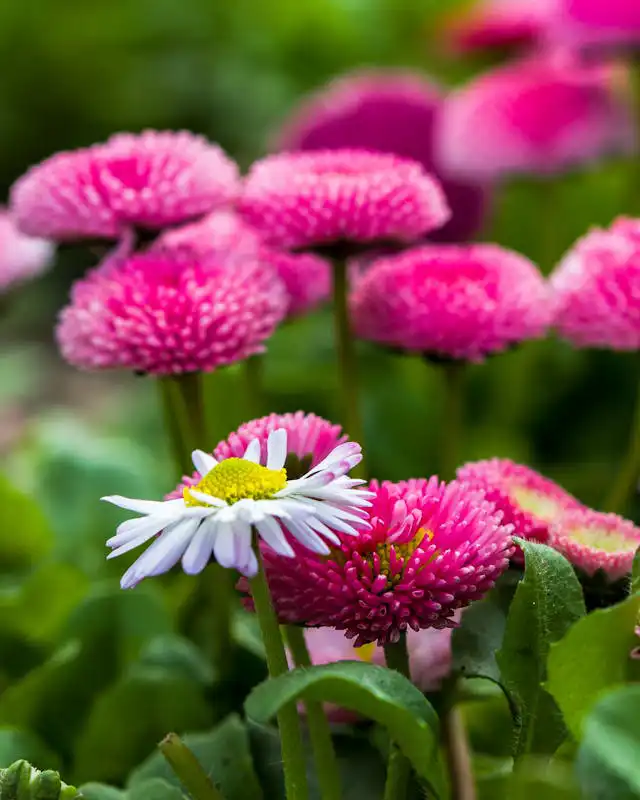 Compositae Familyası Yetiştiriciliği Kursu