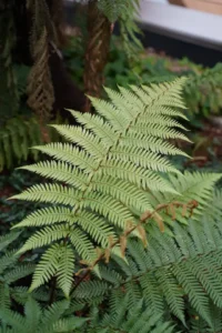 Aspilenium Yetiştiriciliği Kursu