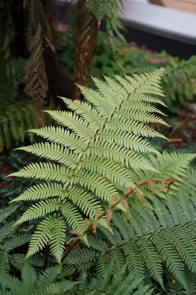 Aspilenium Yetiştiriciliği Kursu