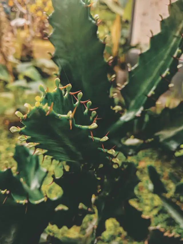 Euphorbia Yetiştiriciliği Kursu